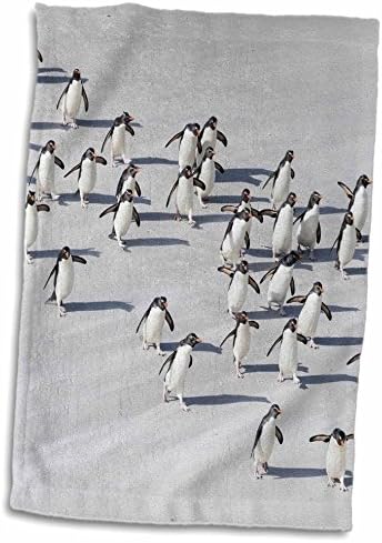 אווירי רוז תלת מימדי של פינגווינים של רוק הופר חוצים את מגבת היד הרטובה-אנטארקטיקה, 15 x 22